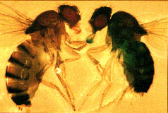 Lis Lab